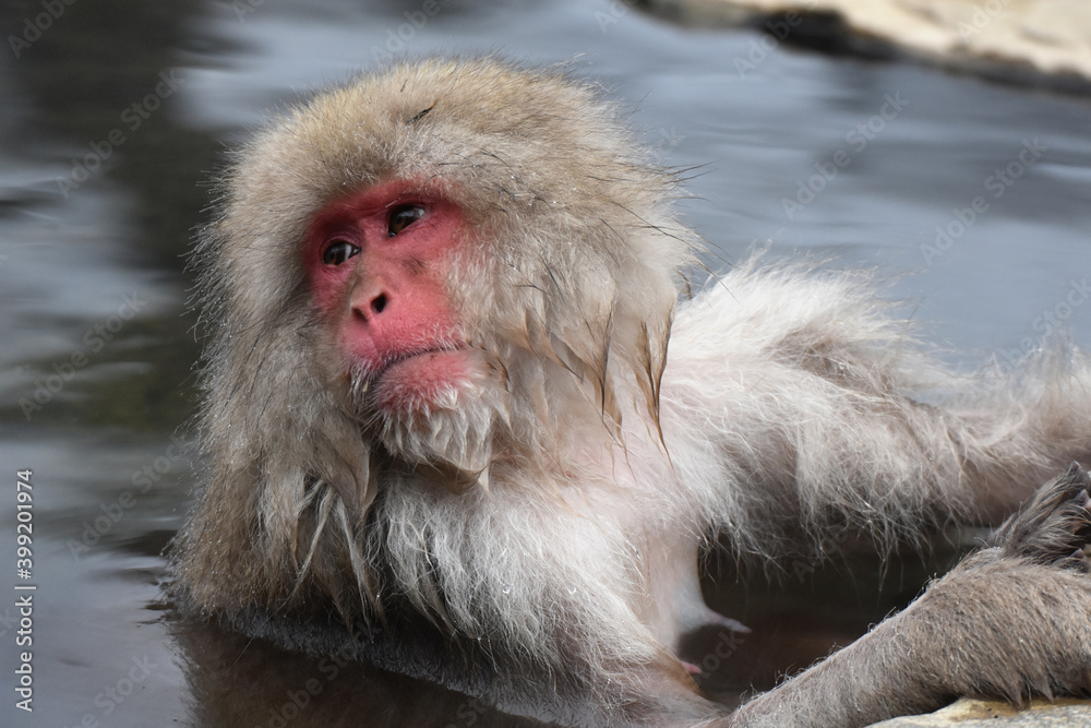 Naklejka premium Japanese macaque at Jigokudani Monkey Park, Nagano, Japan