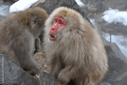 Japanese macaque at Jigokudani Monkey Park, Nagano, Japan © Takashi
