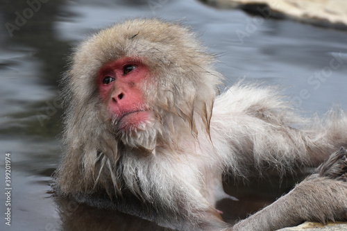 Japanese macaque at Jigokudani Monkey Park  Nagano  Japan