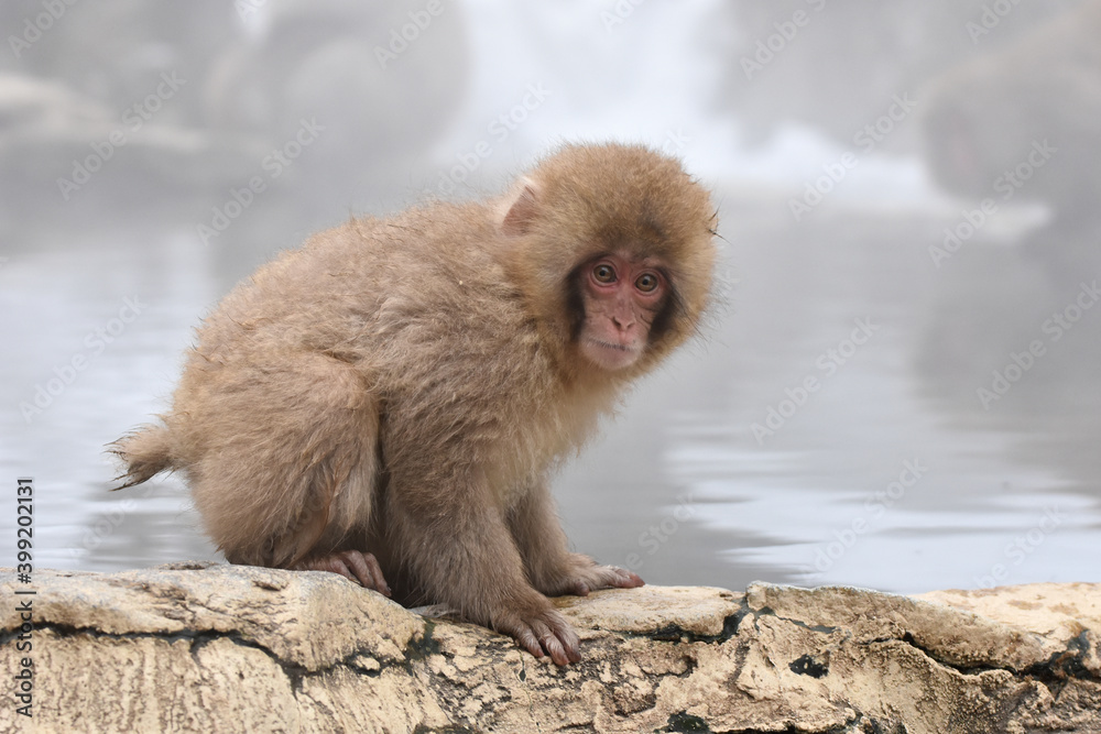 Naklejka premium Japanese macaque at Jigokudani Monkey Park, Nagano, Japan