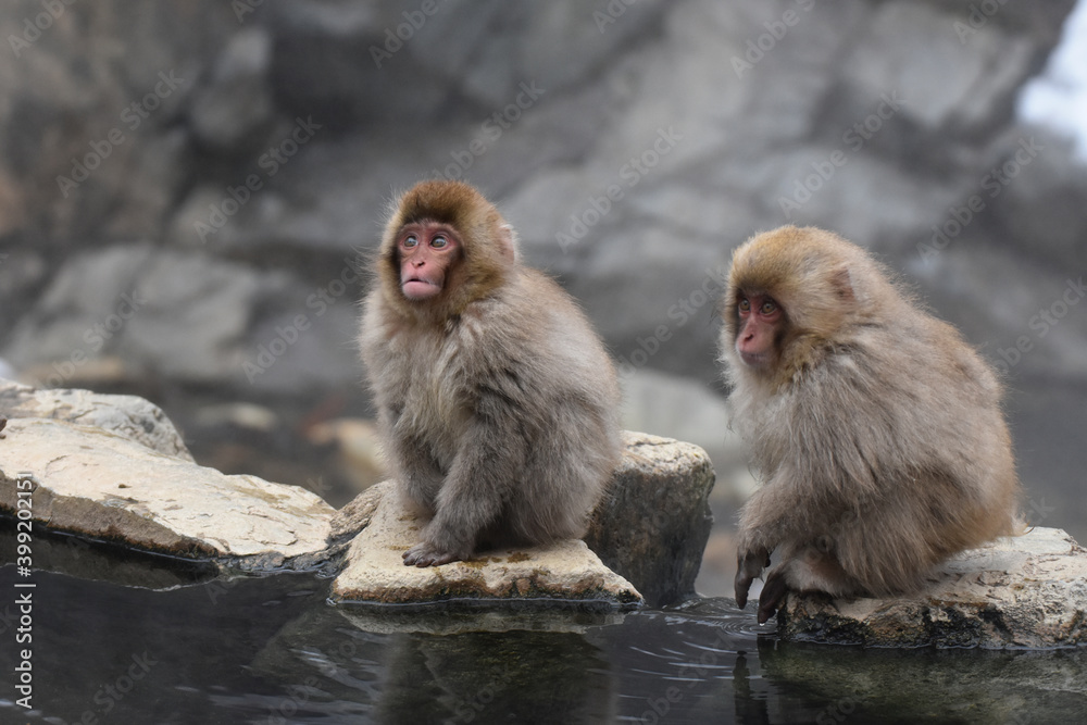 Japanese macaque at Jigokudani Monkey Park, Nagano, Japan Japanese macaque at Jigokudani Monkey Park, Nagano, Japan