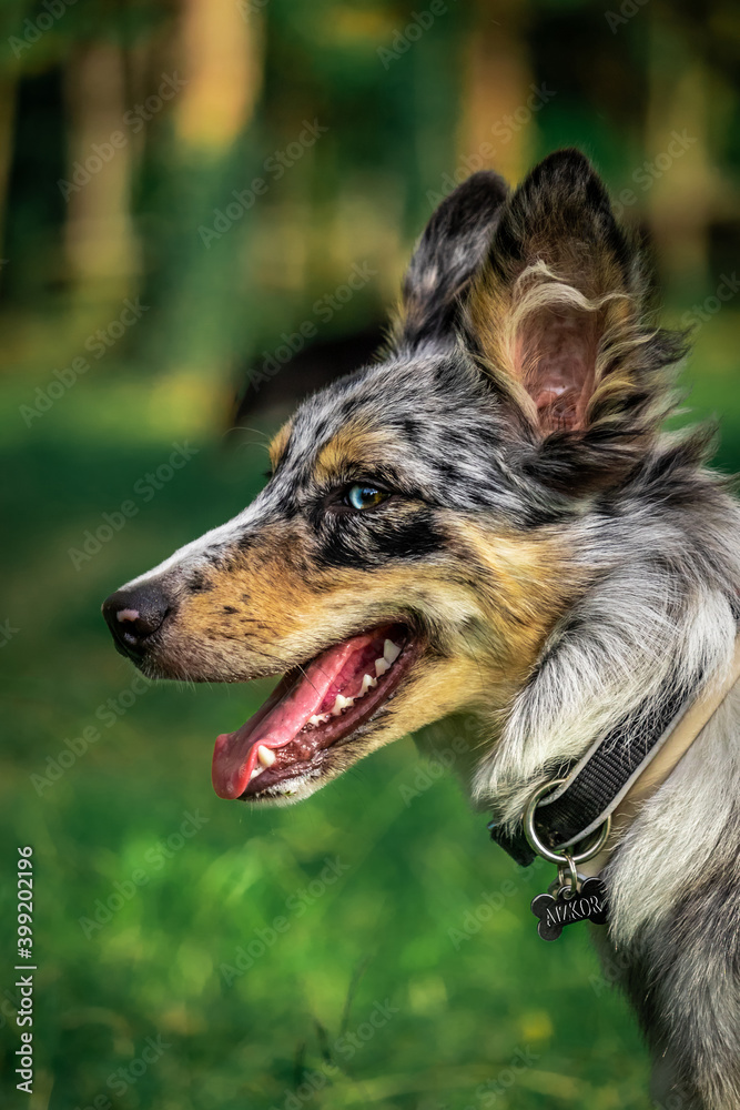 Fototapeta premium Border collie blue merle de perfil