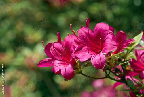 Azalea Mollis Hybrid  Rhododendron x mollis  in arboretum  Washington DC  USA