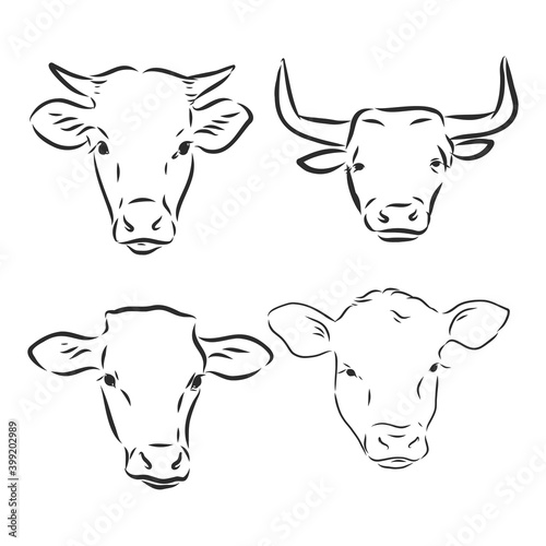 black and white linear paint draw bull vector illustration. bull vector sketch illustration