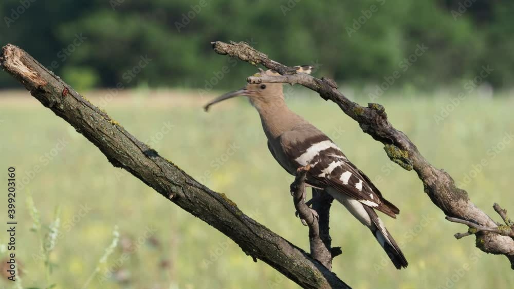 Eurasian Hoopoe (Upupa epops) feeding it's chicks captured in flight. Wide wings, typical crest and pray in the beak. Hunting insect, lizard, gecko, spiders, grub, maggot and worms. Eurasian Hoopoe (Upupa epops) feeding it's chicks captured in flight. Wide wings, typical crest and pray in the beak. Hunting insect, lizard, gecko, spiders, grub, maggot and worms.