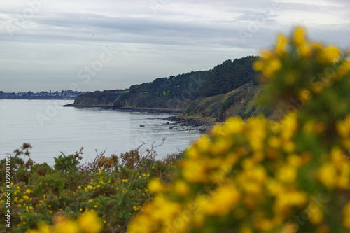 La mer à Billiers en Bretagne avec un premier plan volontairement flou des genets en fleurs.