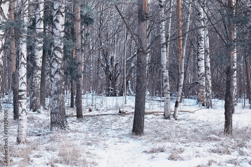 Winter forest. Landscape of the park in winter. Snow-covered trees at the edge.