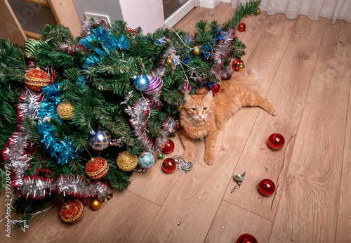 Pet cat destroys Christmas tree. A cat looks innocent at broken christmas decoration balls.