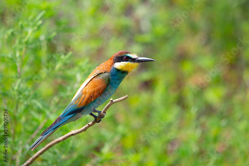 European bee-eater or Merops apiaster is sitting on a twig