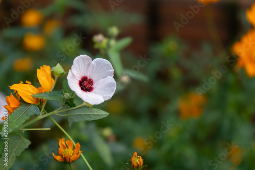 道端に咲く高砂芙蓉(タカサゴフヨウ)の花 photo