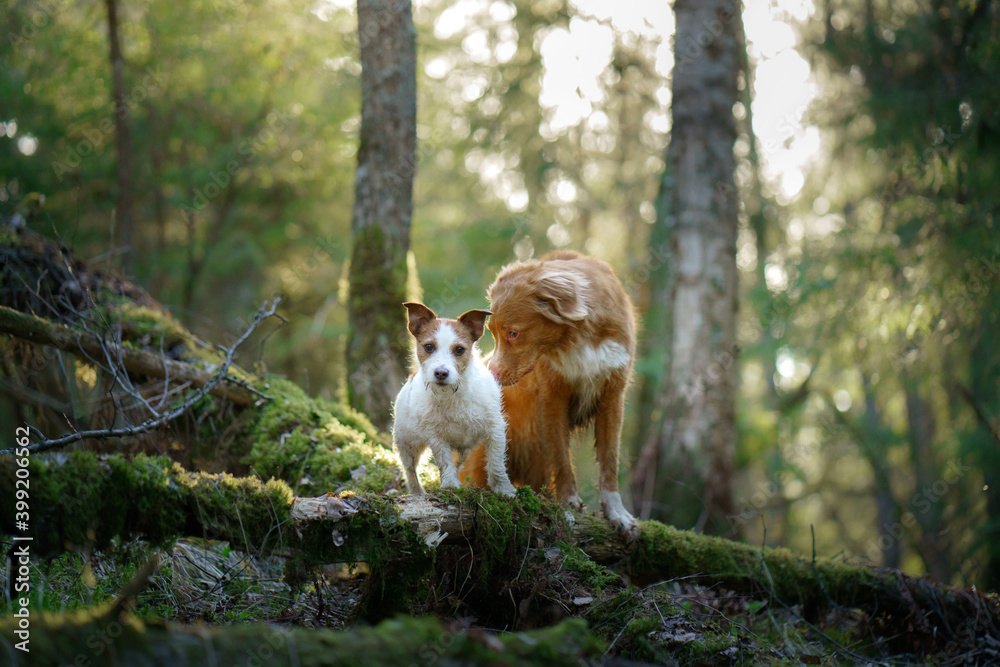 Fototapeta premium two dogs in the forest. Nova Scotia Duck Tolling Retriever and Jack Russell Terrier in nature. Pet friendship. 