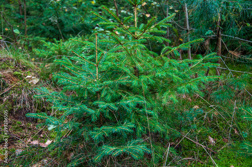 Eine Tannenbaum Anpflanzung mit Jungpflanzen. Bald werden sie als Weihnachtsbäume geerntet.