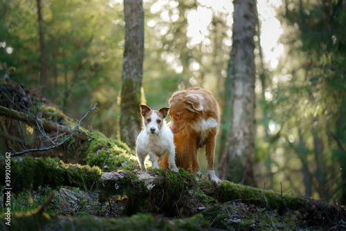 two dogs in the forest. Nova Scotia Duck Tolling Retriever and Jack Russell Terrier in nature. Pet friendship. 