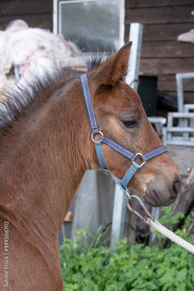 Fototapeta premium Dark brown foal head, with a halter, in side view. Rubbish piled high in the background