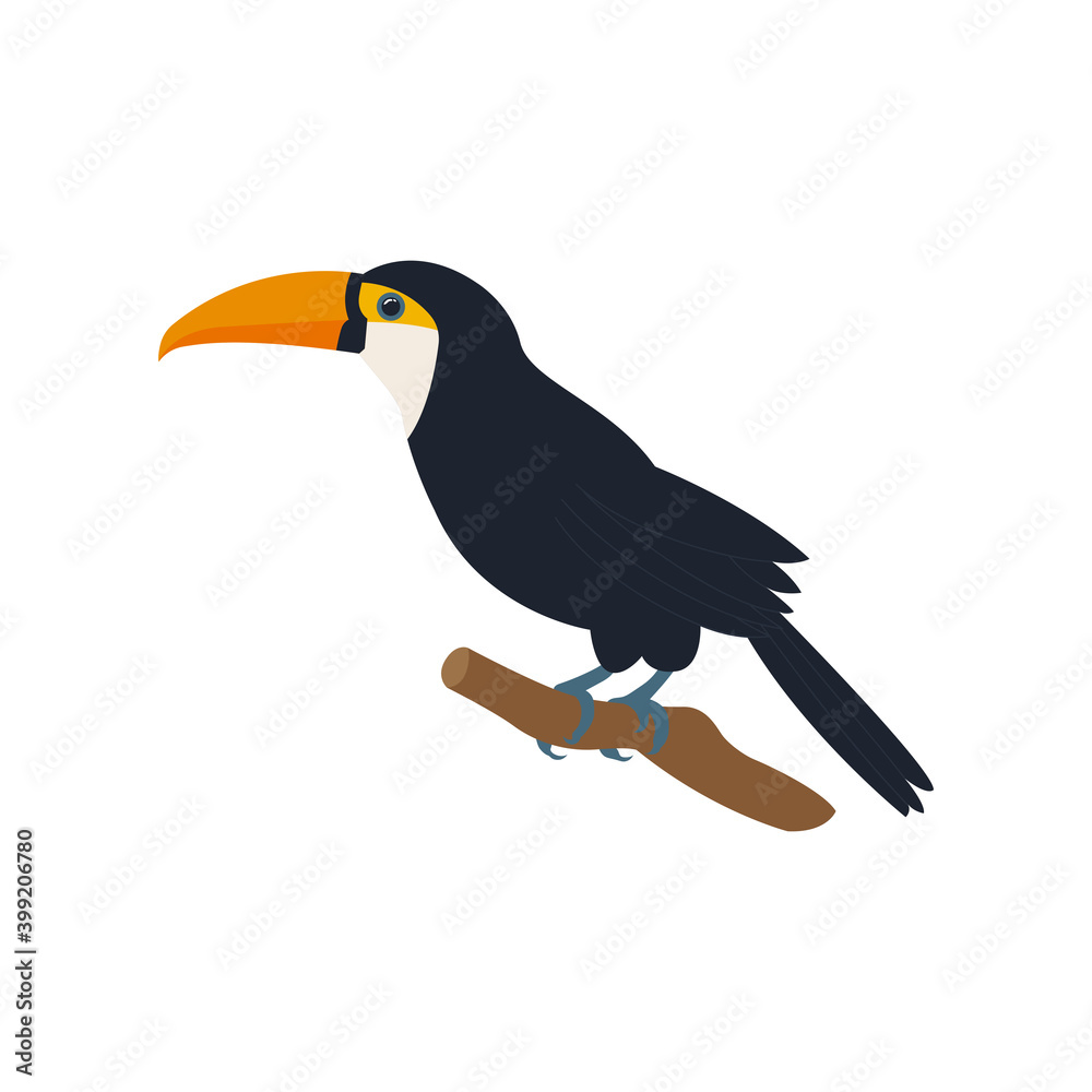 Fototapeta premium Exotic African Toucan bird. Black bird with orange beak on white background.