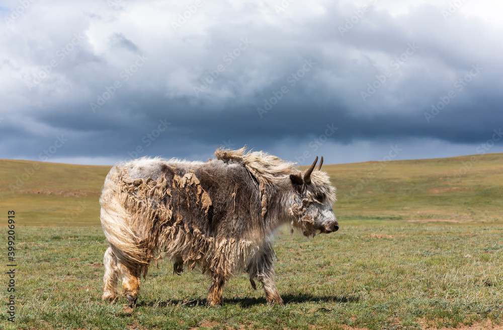 Fototapeta premium Yak Steppe Hair Mongolia