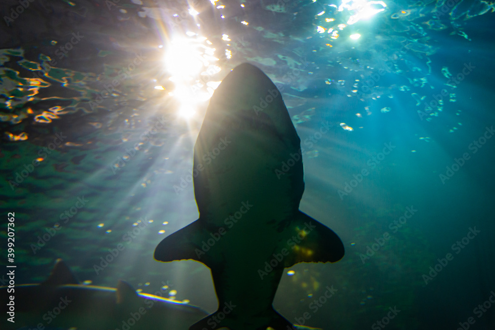 Naklejka premium Sharks silhouetted against blue sunlight
