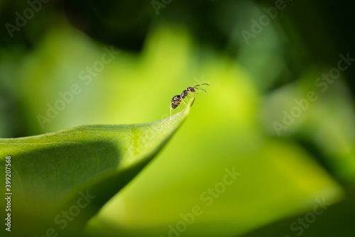 Close-up image of an ant on the tip of the green leaf with blurred background