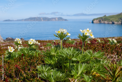 Narcissus-flowered Anemone (Anemonastrum narcissiflorum) at Chowiet Island, Semidi Islands, Alaska, USA