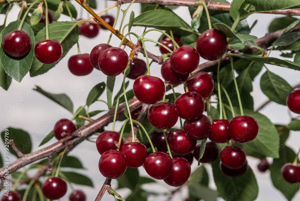 Sour Cherry (Prunus cerasus) in orchard Sour Cherry (Prunus cerasus) in orchard