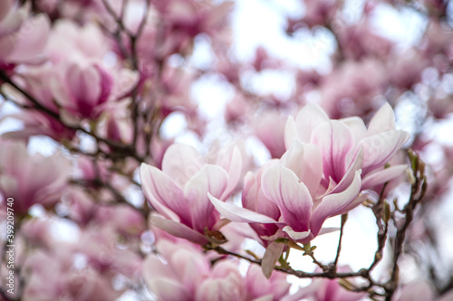purple magnolia blossoms on sky background close up blurred background. plant species. Spring season. subfamily Magnolioideae.