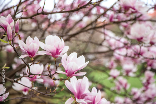 purple magnolia blossoms on sky background close up blurred background. plant species. Spring season. subfamily Magnolioideae.