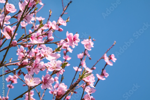 pink cherry blossom on a tree on a background of blue sky. beautiful background. Spring season.