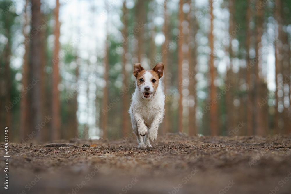 red and white dog runs in a pine forest. little active jack russell plays in nature. 