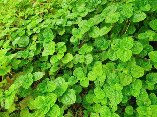 Pilea nummulariifolia or Creeping Charlie Scientific name: Pilea nummulariifolia (Sw.) Wedd. A herbaceous plant with succulent stems, green to magenta. Popular to cover the soil or as a hanging pot. 