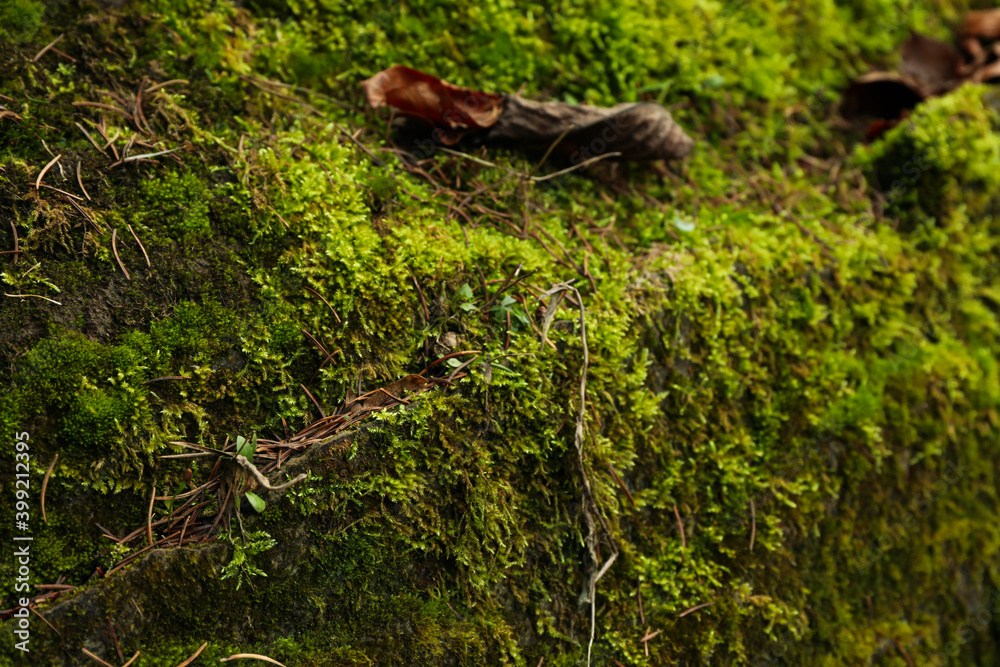 Fresh moss with dried needles in mountain forest