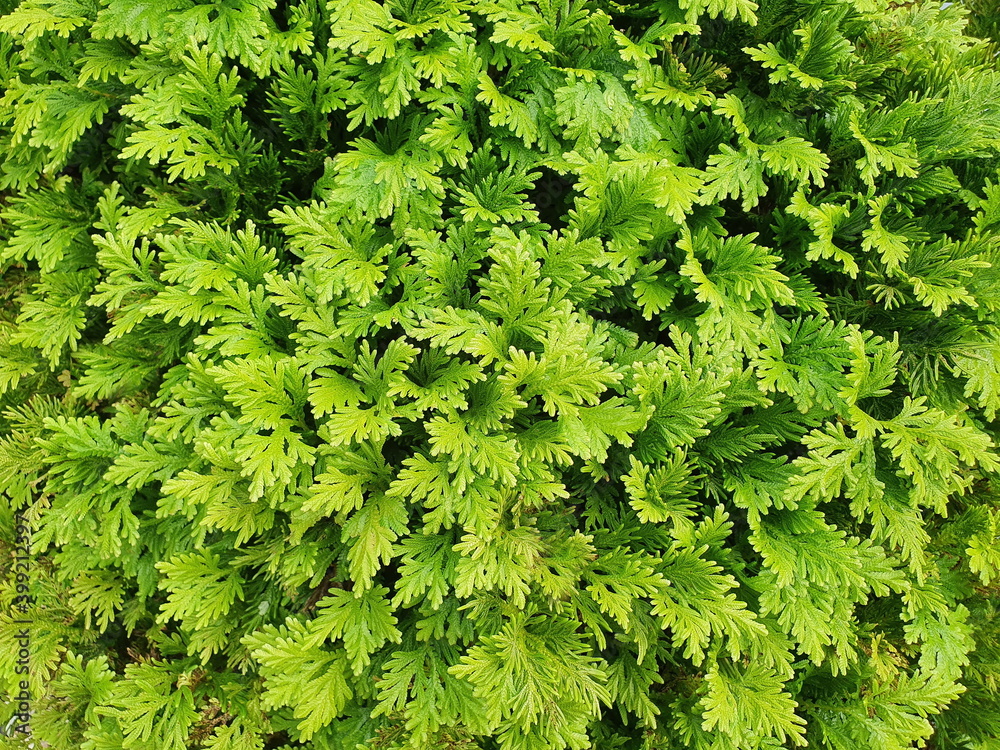 The Spike Moss family is a relative of a group of ferns known as lycopods. The leaves are light green with tiny scales called microphyllous. Is a popular ivy in the garden with high humidity.
The Spike Moss family is a relative of a group of ferns known as lycopods. The leaves are light green with tiny scales called microphyllous. Is a popular ivy in the garden with high humidity.