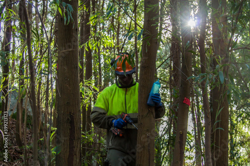 forest worker drilling tree by injecting chemical substance to kill trees in the forest