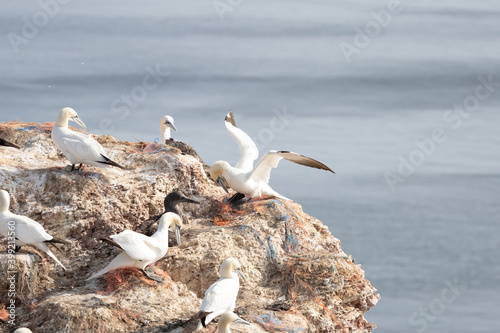 A gannet stands with spread wings on a rock and looks down