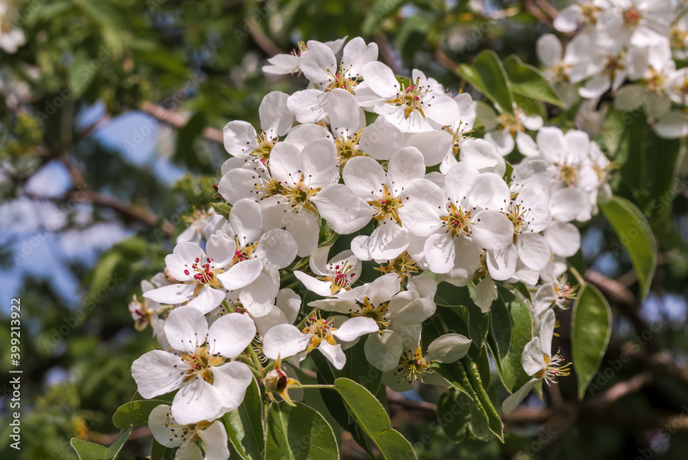 Fototapeta premium European Pear (Pyrus communis) in orchard