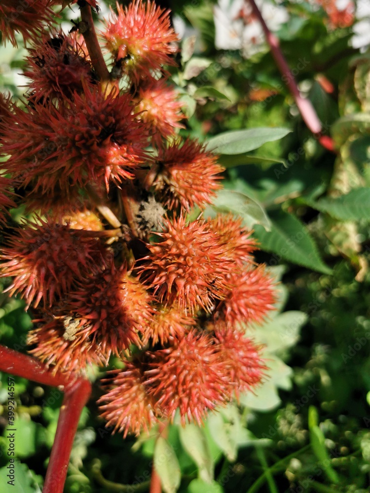 Castor oil plant with red prickly fruits (Ricinus communis). Castor oil plant with red prickly fruits (Ricinus communis).