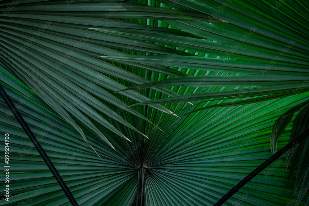 Obraz premium closeup nature view of palm leaf background, dark tone concept