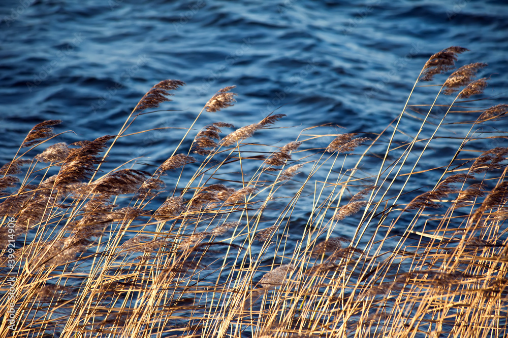 Dry reeds on the lake in autumn time.