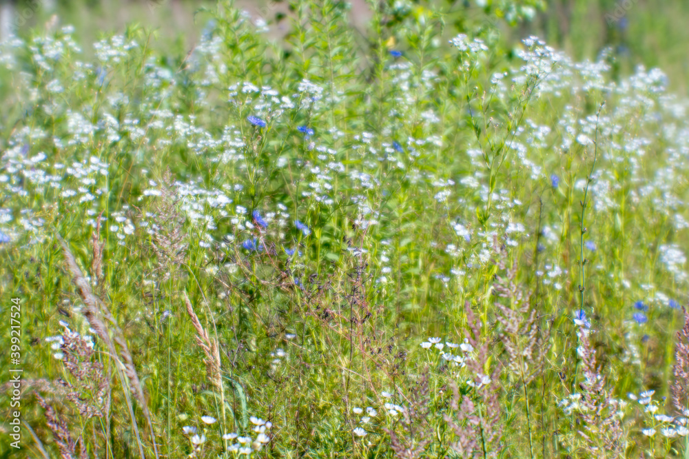 Blur. White and blue wildflowers on a morning summer meadow. Natural background