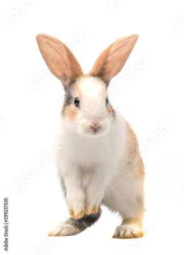 Three-colored new-born rabbit standing and looking at the top. Studio shot, isolated on white background.