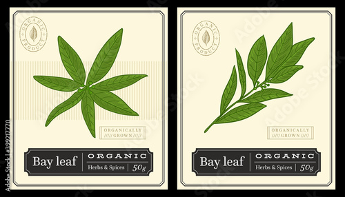 Bay leaf (Laurus nobilis) botanical herbs and spices template