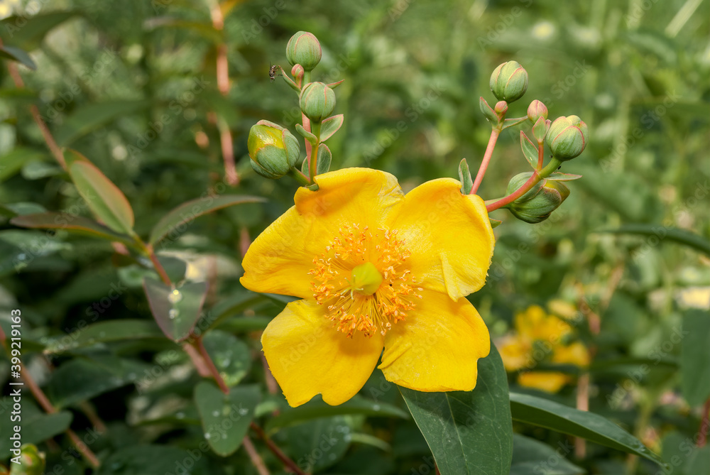 Obraz premium Goldencup St. John's Wort (Hypericum patulum) in garden