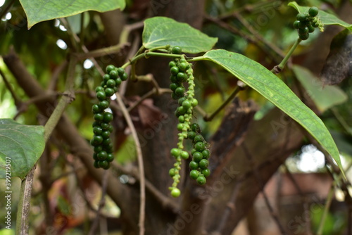 Pepper hanging in the plant