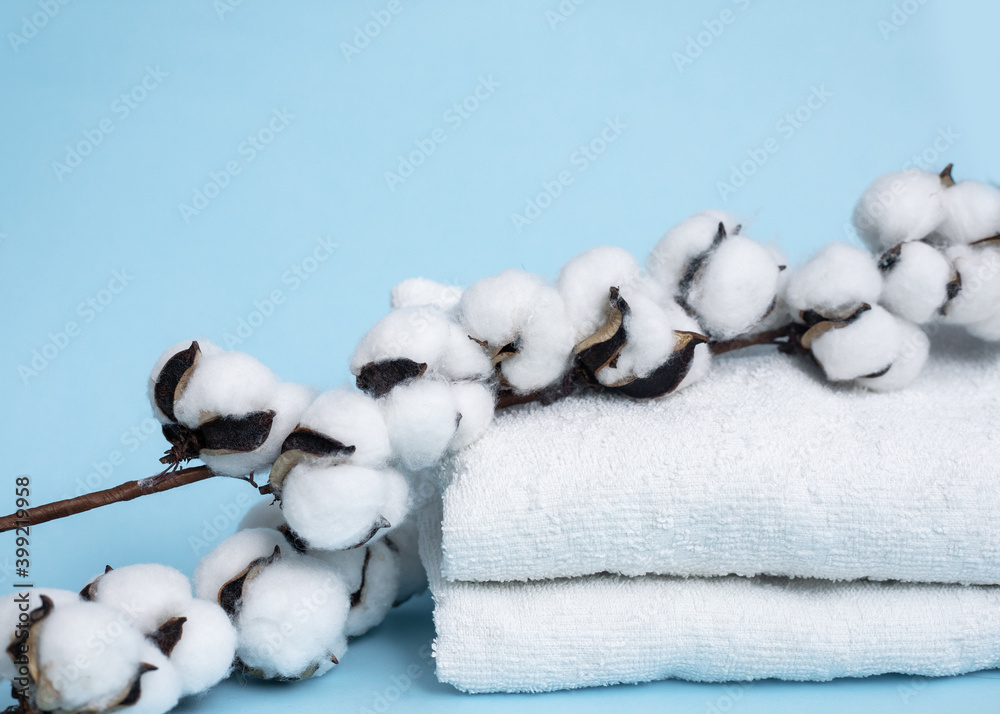 A branch of cotton and white stack of towels on a blue background. Front view. Natural fabrics concept. Copy space