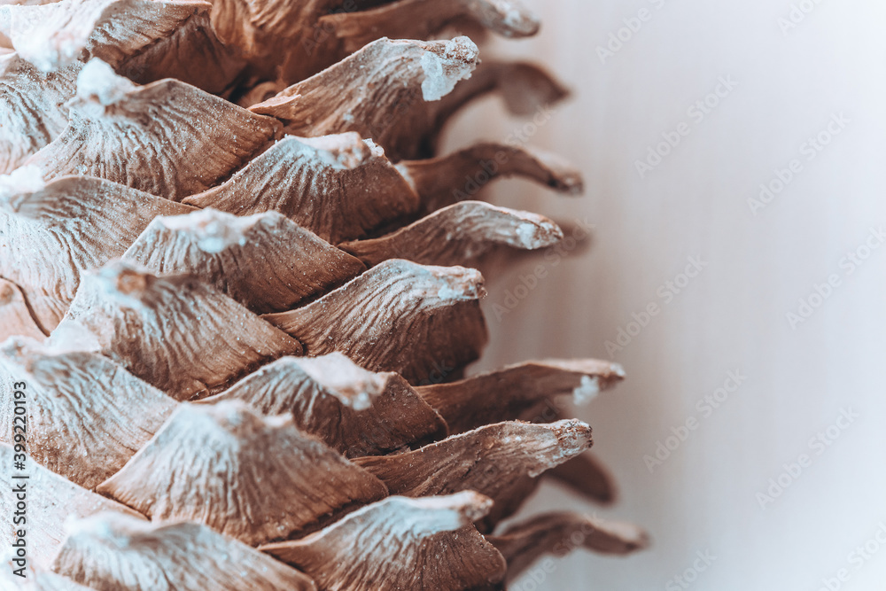 cedar cone on a wooden table. pine cone with pine nuts on a light kitchen table. closeup of a cedar cone covered with light sticky resin