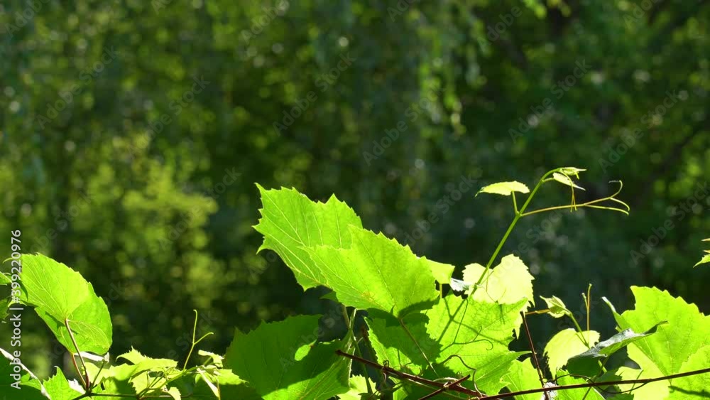 Closeup view of sunny green leaves of grape bush growing in scenic rural garden. Foliage with backlight isolated on green blurry trees bokeh background. Closeup view of sunny green leaves of grape bush growing in scenic rural garden. Foliage with backlight isolated on green blurry trees bokeh background.
