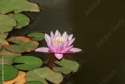 Hybrid Waterlily  Nymphaea hybridum  in park