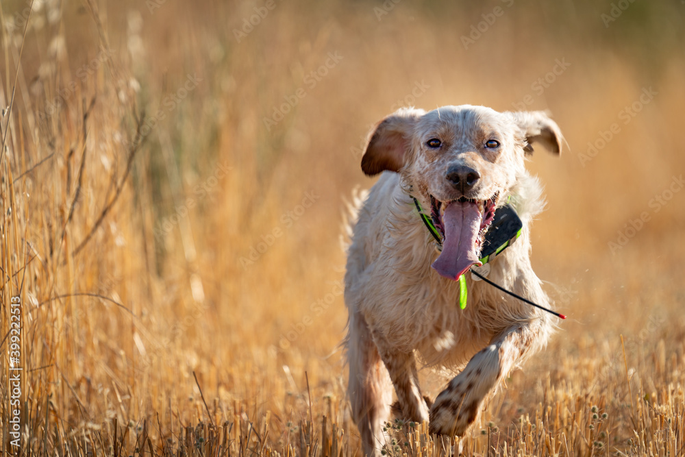 Pointer pedigree dog running over wheat field with GPS collar