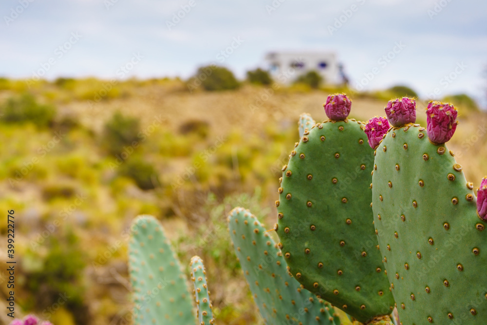 Cactus with flowers and caravan in distance Cactus with flowers and caravan in distance