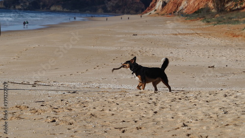 Fototapeta Naklejka Na Ścianę i Meble -  Dog on the beach in Algarve Coast (Portugal, Europe)