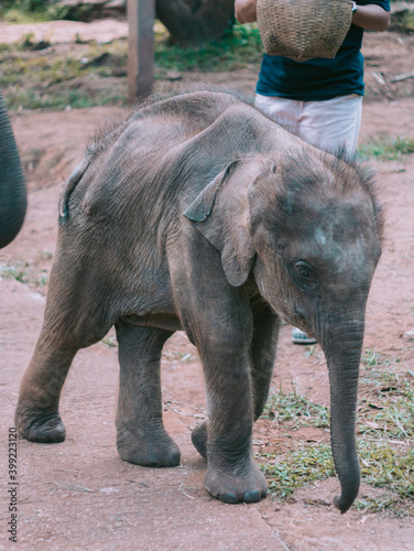 young elephant walking